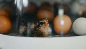 chick in a laboratory incubator